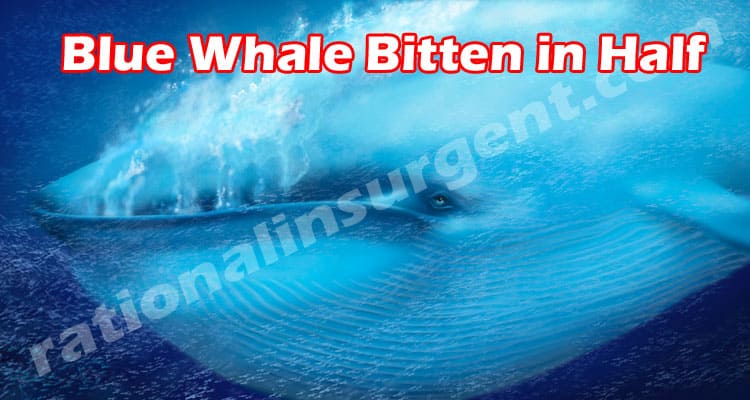 Blue Whale Bitten In Half May Read To Know The Story - The Wall St Croix Whales