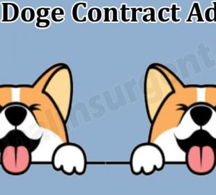 Corgi Doge Contract Address (May) Price, How to Buy