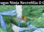 Latest News Tortugas Ninja Necrofilia O Gore