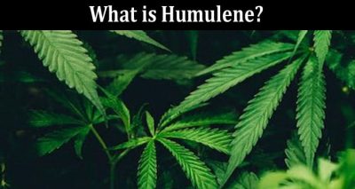 Complete Information What is Humulene