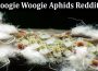 latest news Boogie Woogie Aphids Reddit