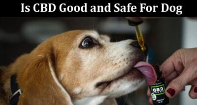 Is CBD Good and Safe For Dog- All Detailed Information