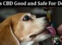 Is CBD Good and Safe For Dog- All Detailed Information