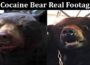 Latest News Cocaine Bear Real Footage