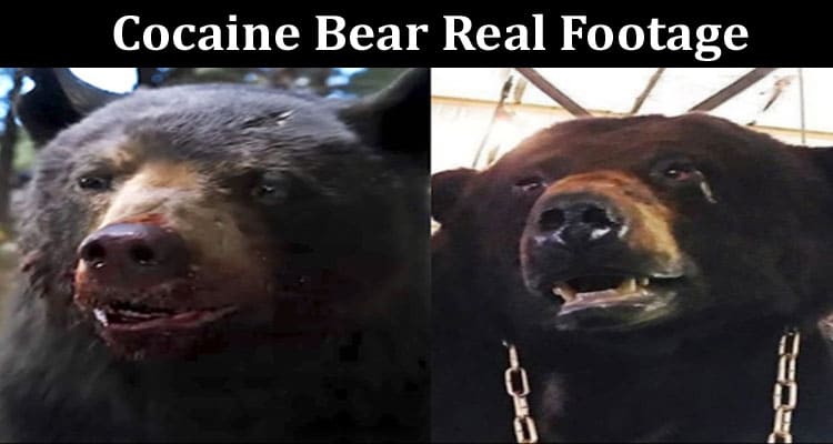 Latest News Cocaine Bear Real Footage