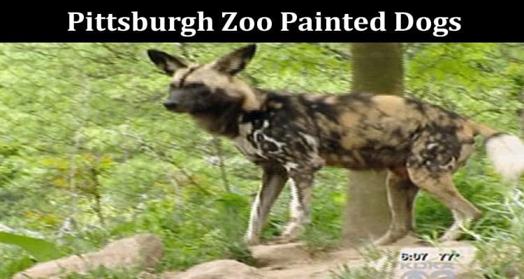 Latest News Pittsburgh Zoo Painted Dogs