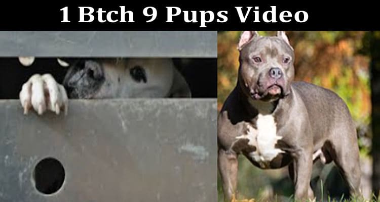 Latest News 1 Btch 9 Pups Video