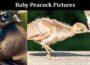 Latest News Baby Peacock Pictures