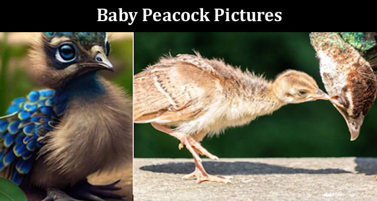 Latest News Baby Peacock Pictures
