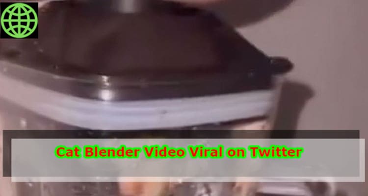 Latest News Cat Blender Video Footage