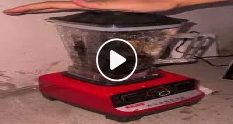 Latest News Cat Getting Blended Video