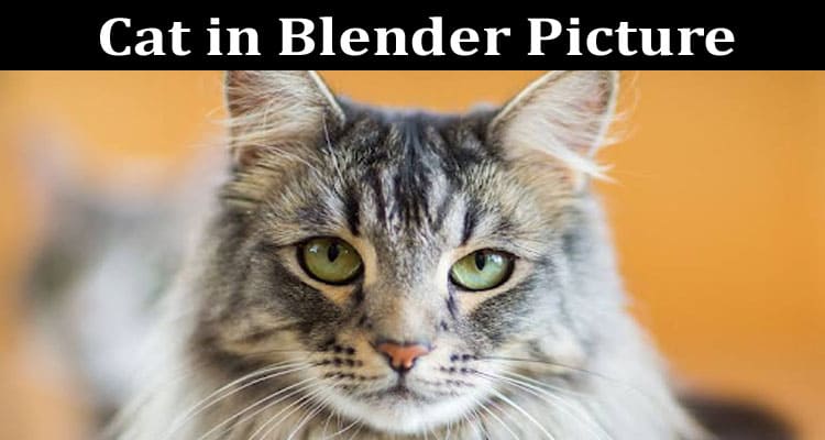 Latest News Cat In Blender Picture