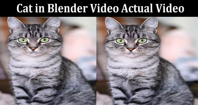 Latest News Cat In Blender Video Actual Video
