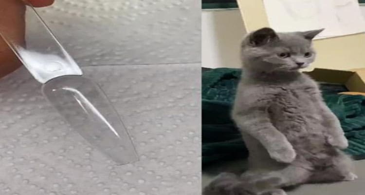 Latest News Cat Knife Original Video