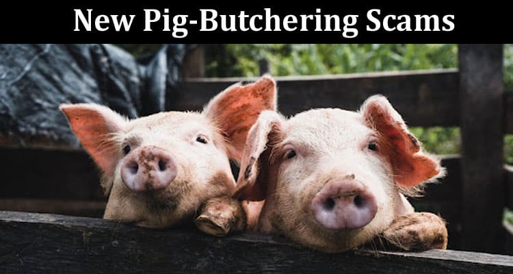 About General Information Watch Out For New Pig-Butchering Scams
