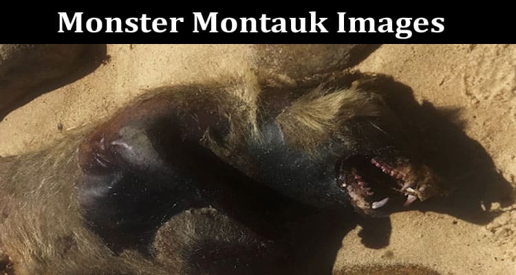 Latest News Monster Montauk Images
