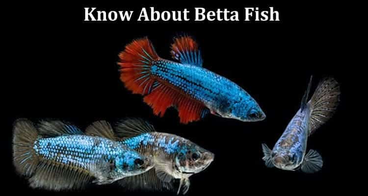 Everything You've Wanted to Know About Betta Fish