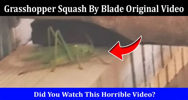 Latest News Grasshopper Squash By Blade Original Video
