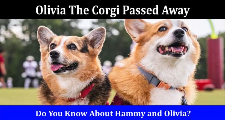 Latest News Olivia The Corgi Passed Away