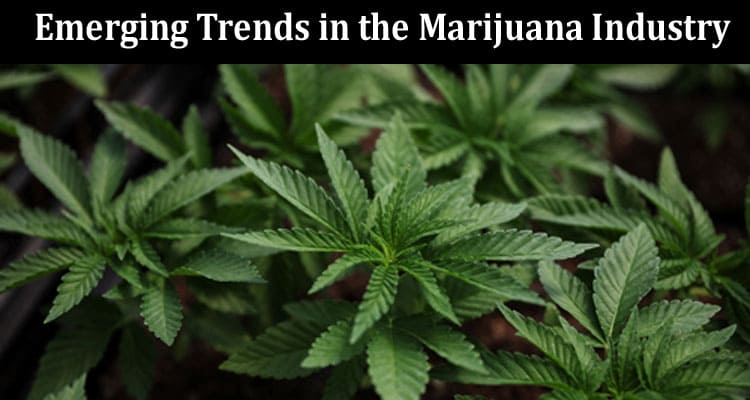 Complete Information Emerging Trends in the Marijuana Industry